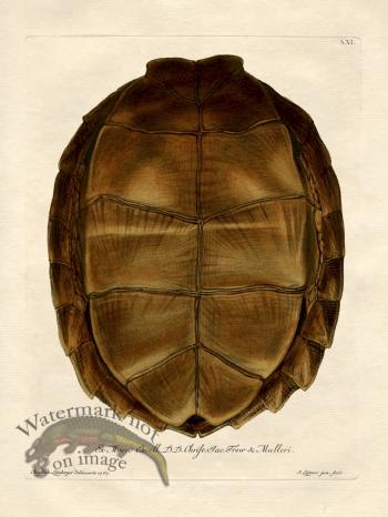 Trew Turtle Shell 11